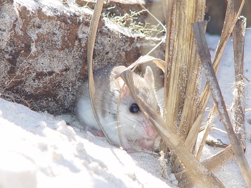 Endangered Alabama beach mouse hiding among sea oats and dune vegetation